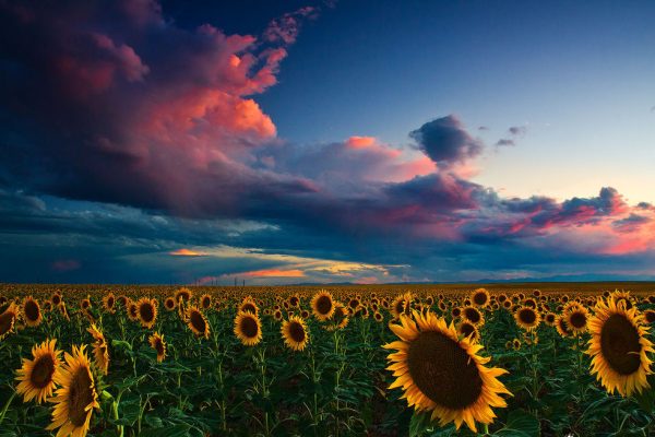 END OF SUMMER